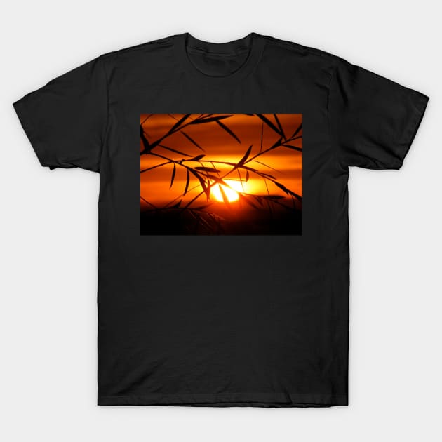 Sunrise Through Willow T-Shirt by LockeNLore